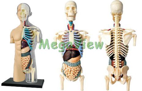 4D半透視半身人體模型– 博視科教