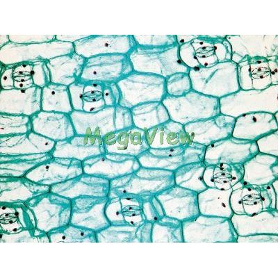 鴨跖草的下表皮 全型封埋 博視科教